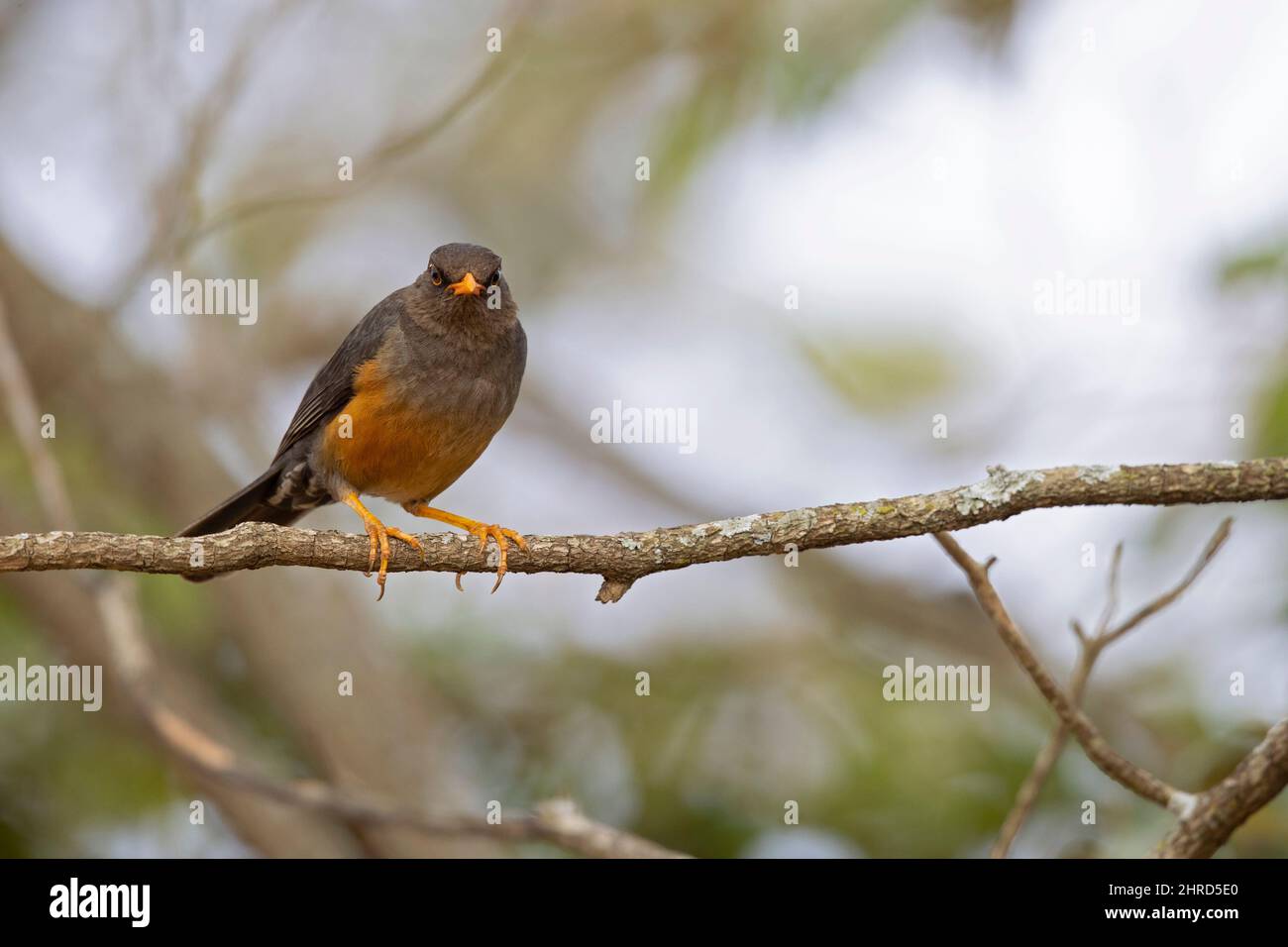 An abyssinian thrush (Turdus abyssinicus) perched on a branch of a tree. Stock Photo