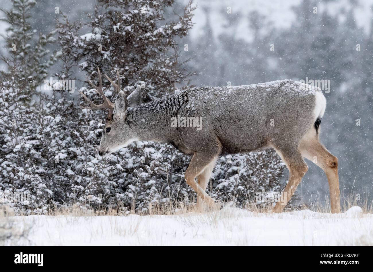Mule Deer, Montana, Winter, Snowfall Stock Photo