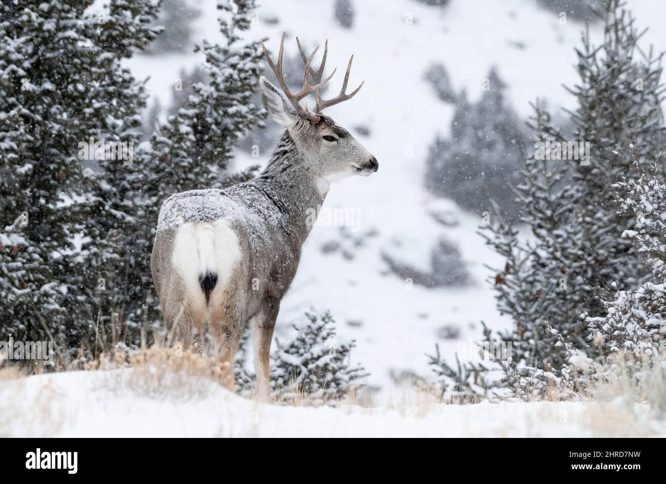 Mule Deer, Montana, Winter, Snowfall Stock Photo
