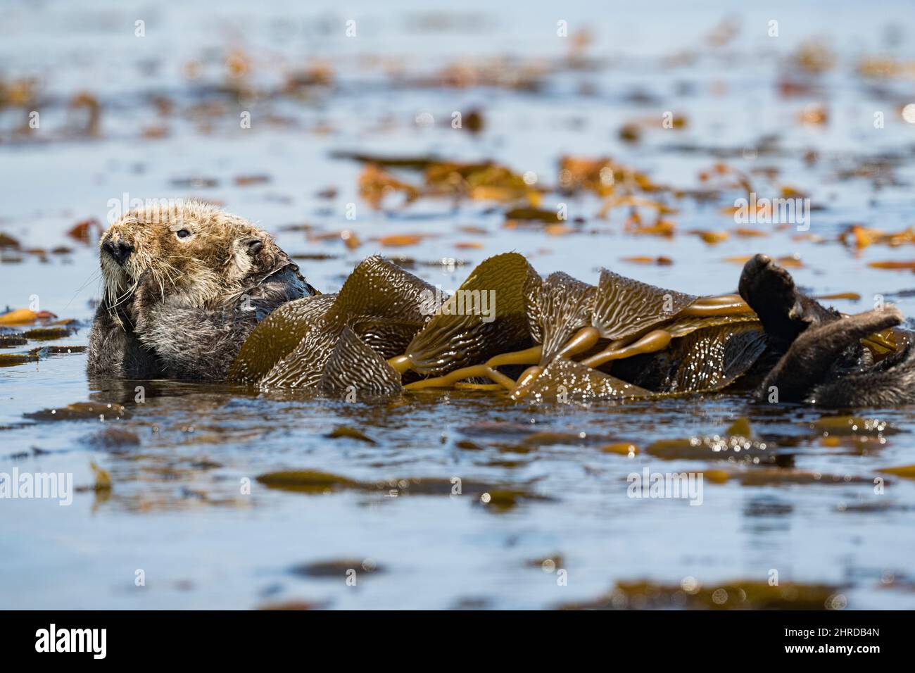 California sea otter, Enhyrdra lutris nereis ( threatened species ), wrapped in kelp to hold itself in place while resting, Monterey Bay, California Stock Photo