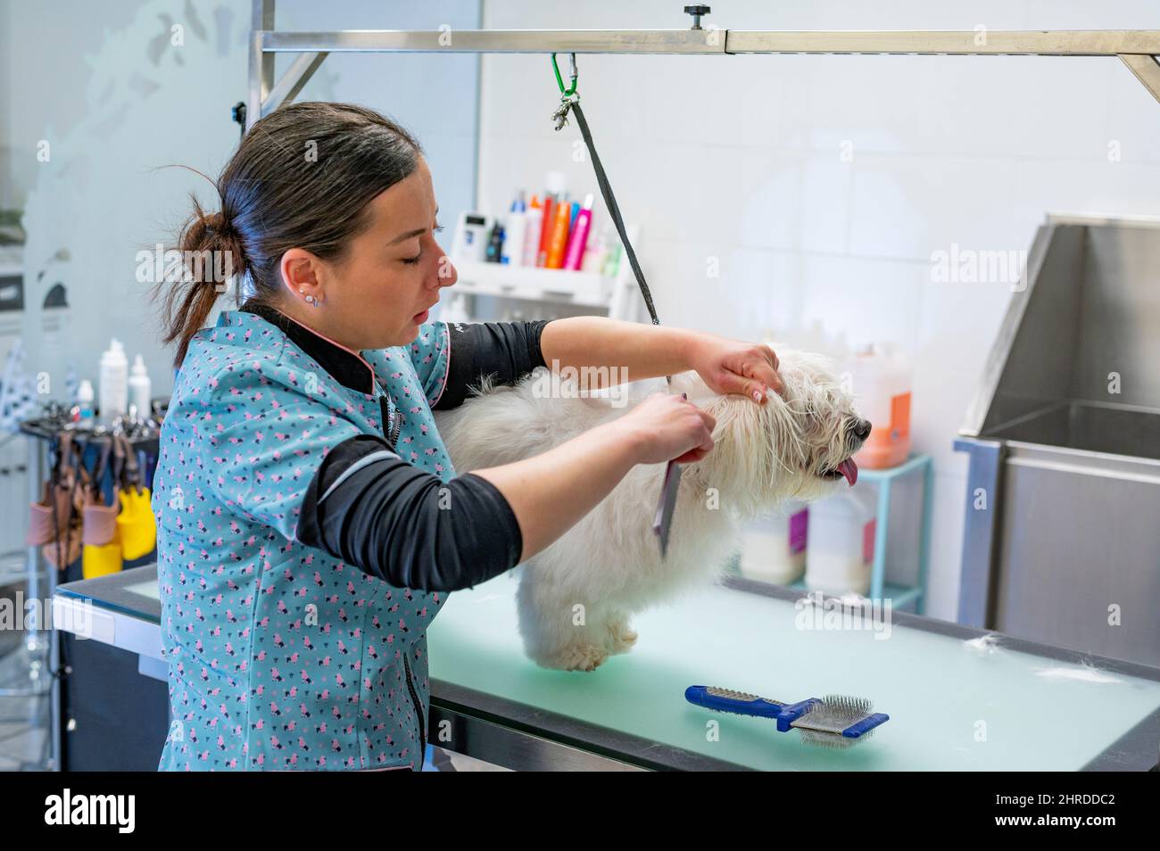 Young woman dog groomer removing knots from the ear to a small white Maltese  Stock Photo