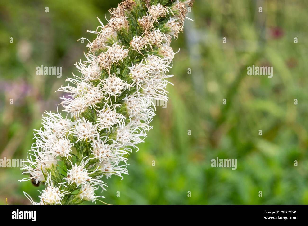 Close Up Of A White Dense Blazing Star liatris Spicata Flower In close-up-of-a-white-dense-blazing-star-liatris-spicata-flower-in
