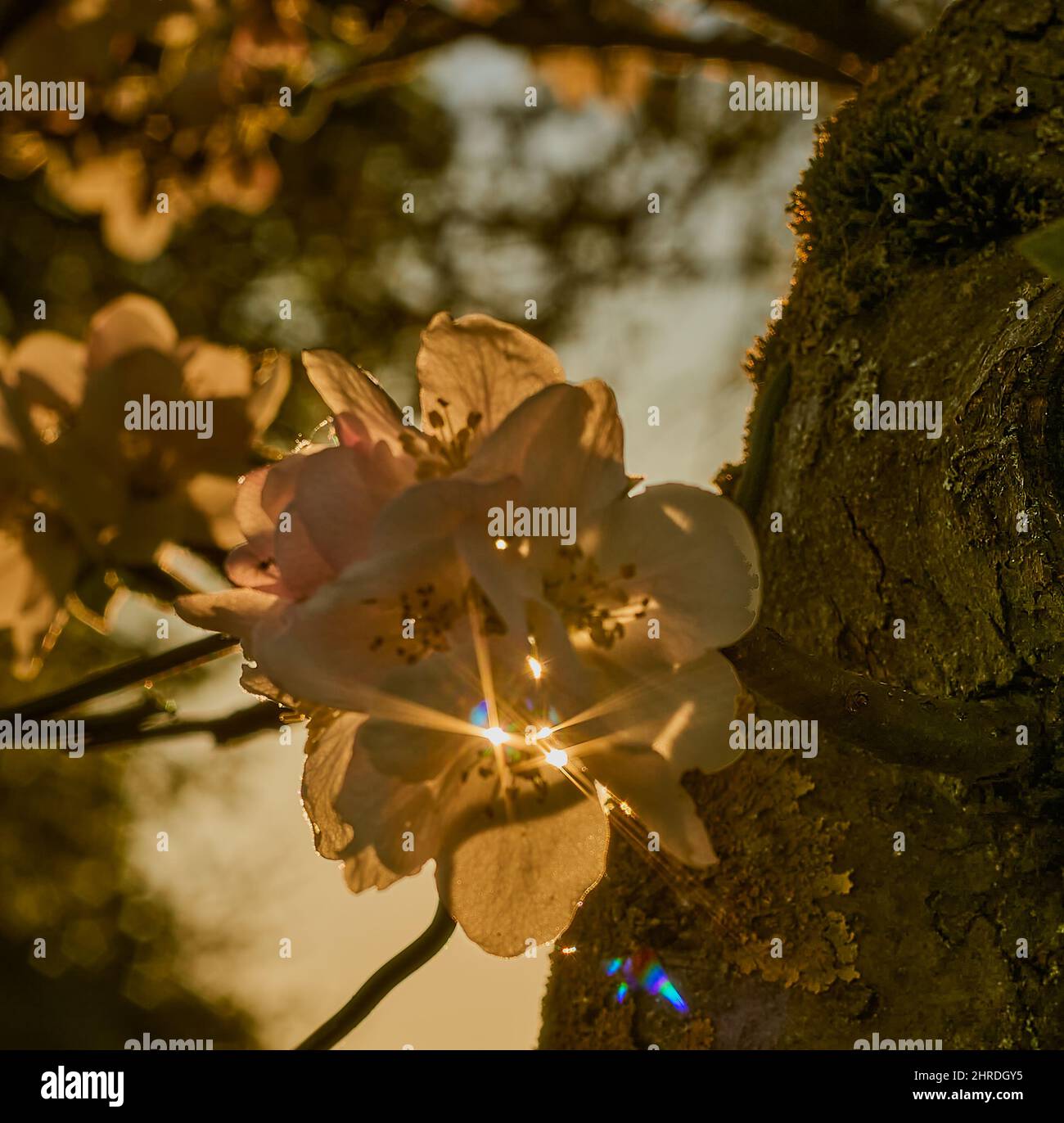 Close shot cherry tree in hi-res stock photography and images - Alamy
