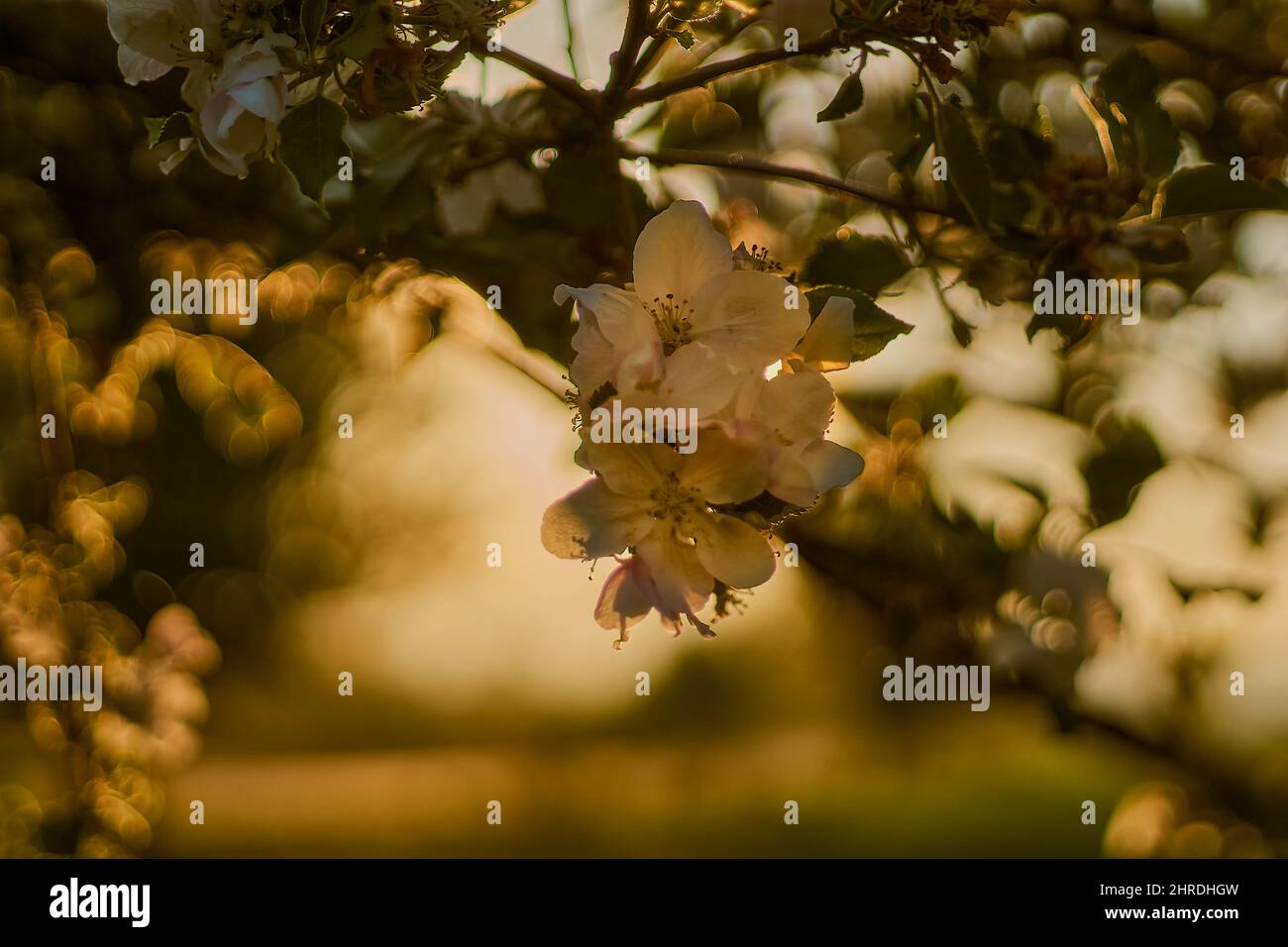 Close up shot beautiful tree hi-res stock photography and images - Alamy