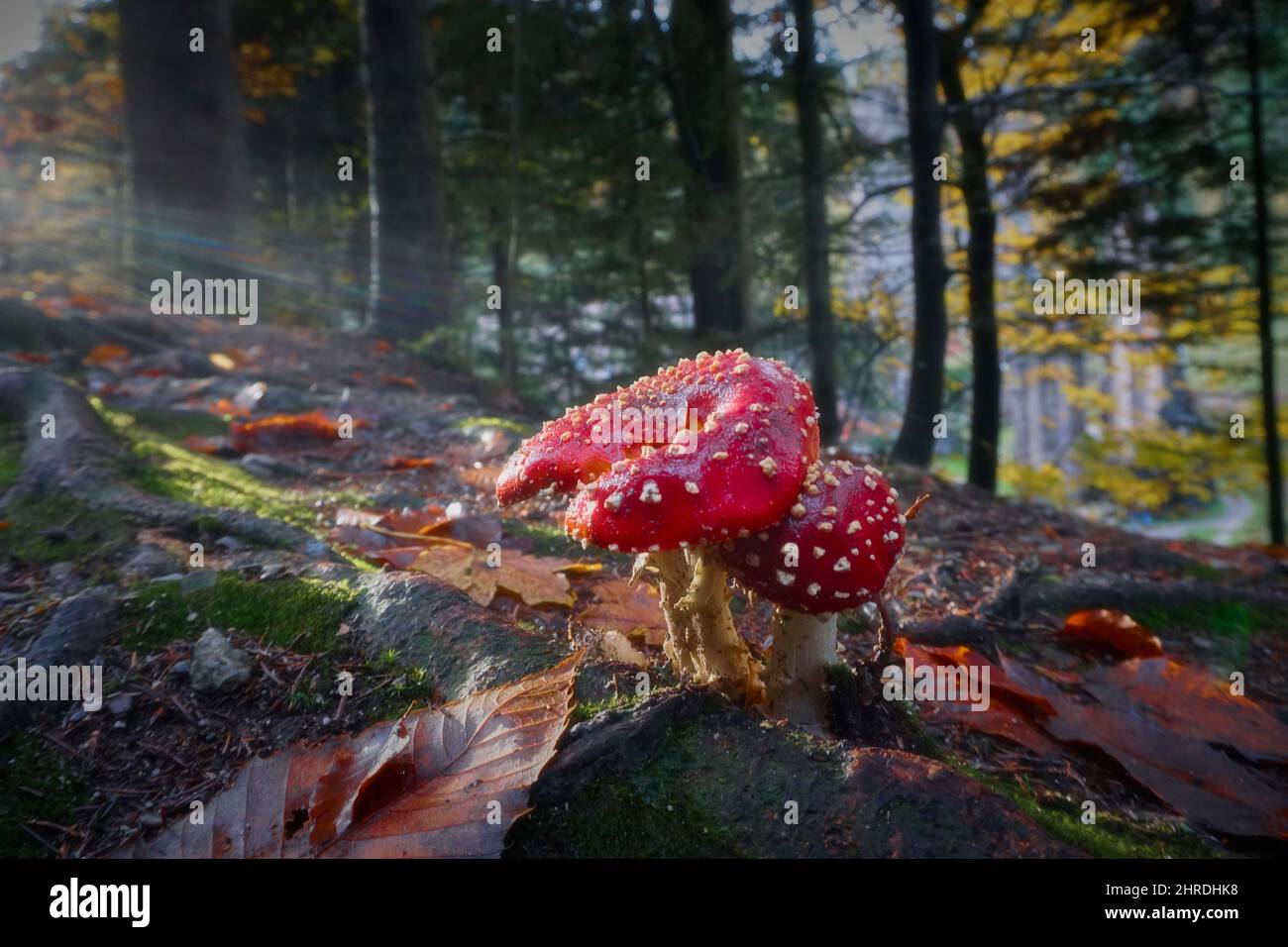 Beautiful photo of a mushroom growing on a tree trunk Stock Photo - Alamy