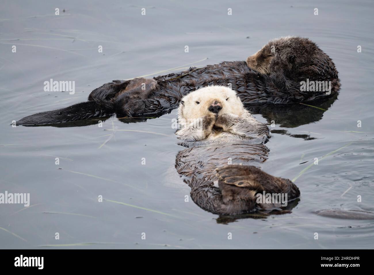 California sea otters, Enhyrdra lutris nereis ( threatened species ), resting while floating over a bed of seagrass, Morro Bay, California, USA Stock Photo