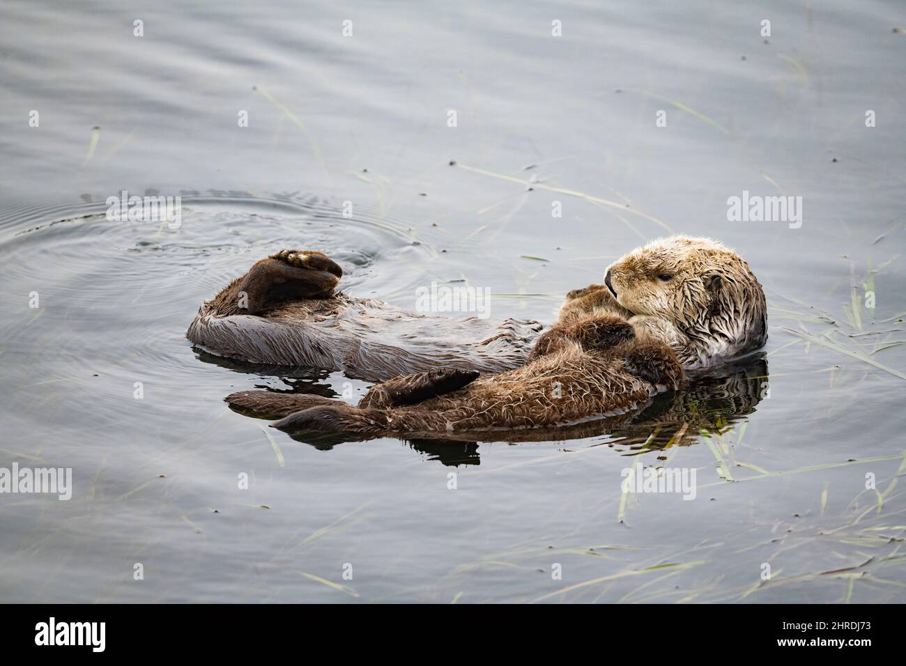 California sea otter, Enhyrdra lutris nereis, mother cradling her pup draped across her chest, while floating over seagrass bed, Morro Bay, California Stock Photo
