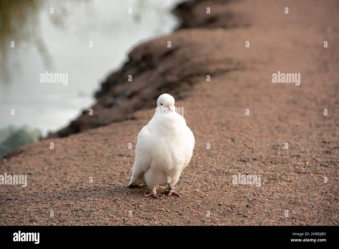 The white dove is a symbol of peace Stock Photo - Alamy