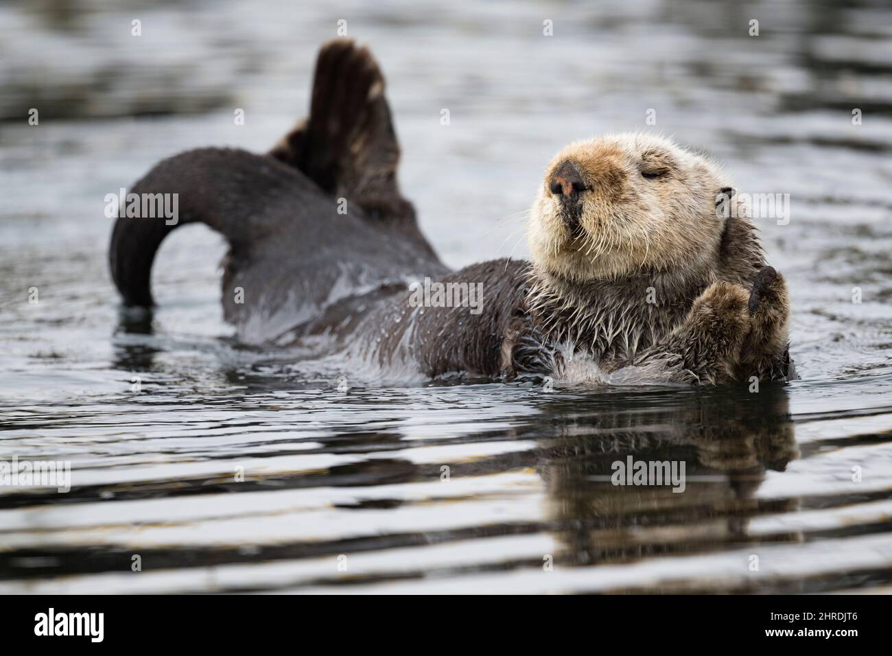 California sea otter, Enhyrdra lutris nereis ( threatened species ), Morro Bay, California, United States ( Eastern Pacific Ocean ) Stock Photo