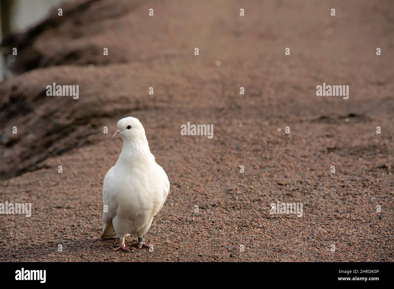 The white dove is a symbol of peace Stock Photo - Alamy