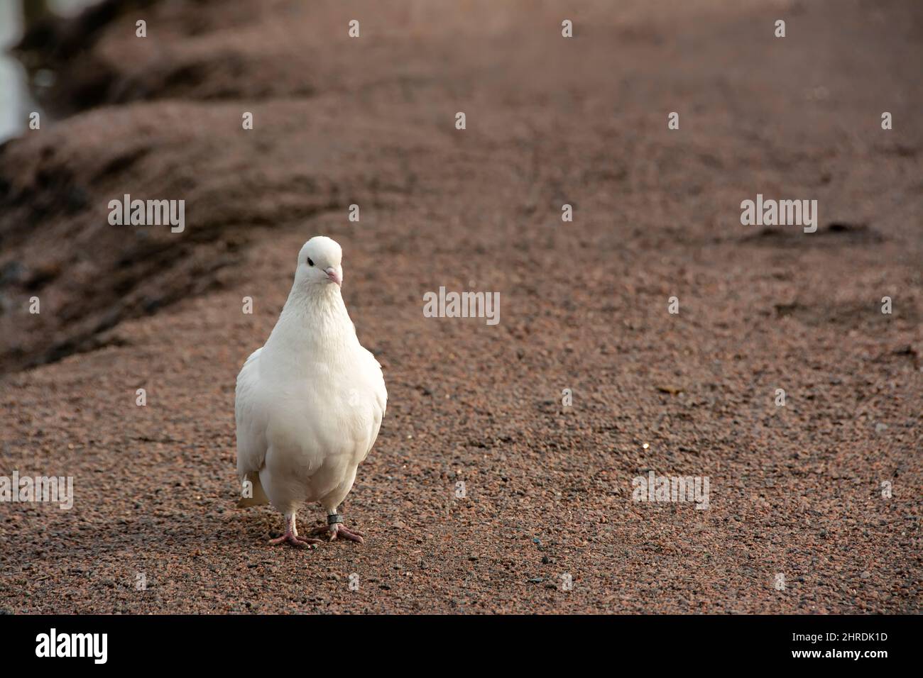 The white dove is a symbol of peace Stock Photo - Alamy