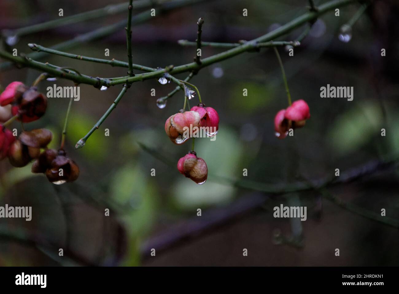 Shallow focus of Spindle tree plants hanging on a twig with dark green blurred in the background Stock Photo