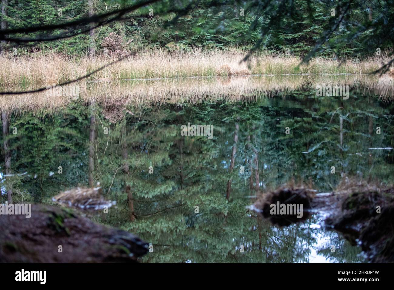 Beautiful shot of pine trees reflecting on a lake Stock Photo - Alamy