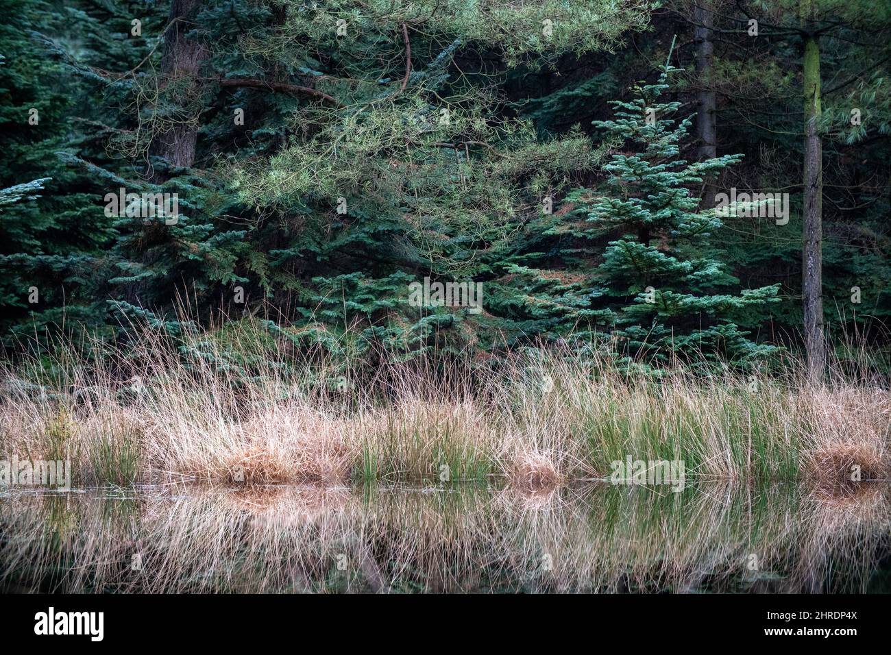 Beautiful shot of the pine trees and a lake in a forest Stock Photo - Alamy
