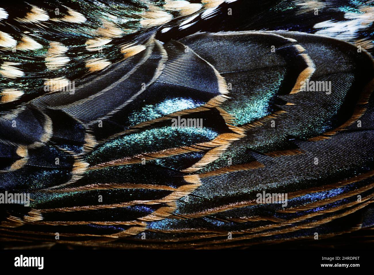 1980s CLOSE-UP DETAIL OF COLORS AND VARIATIONS OF EUROPEAN STARLING FEATHERS  - 067675 CLE001 HARS PLUMAGE Stock Photo