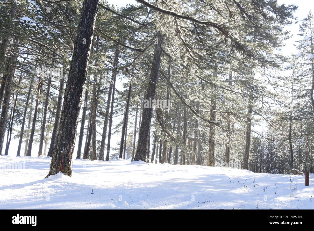 Beautiful view of the evergreen trees in the woods gleaming under the ...