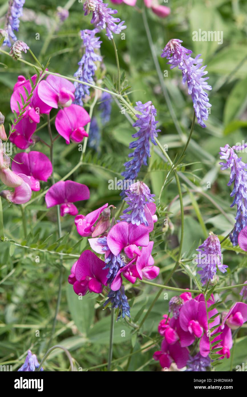 Wildflowers of British Columbia, Canada Stock Photo