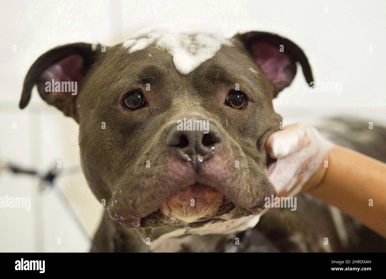 Bless, an American Pit Bull Terrier, is treated to a free grooming session at Pampered Pets in Montreal, Sunday, September 25, 2016. Montreal's new administration has temporarily put on hold the city's controversial ban on pit bull-type dogs. THE CANADIAN PRESS/Graham Hughes Stock Photo