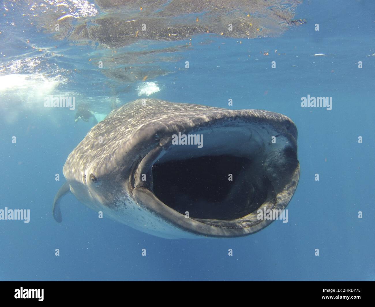 Closeup shot of a whale shark swimming with its mouth wide open in the