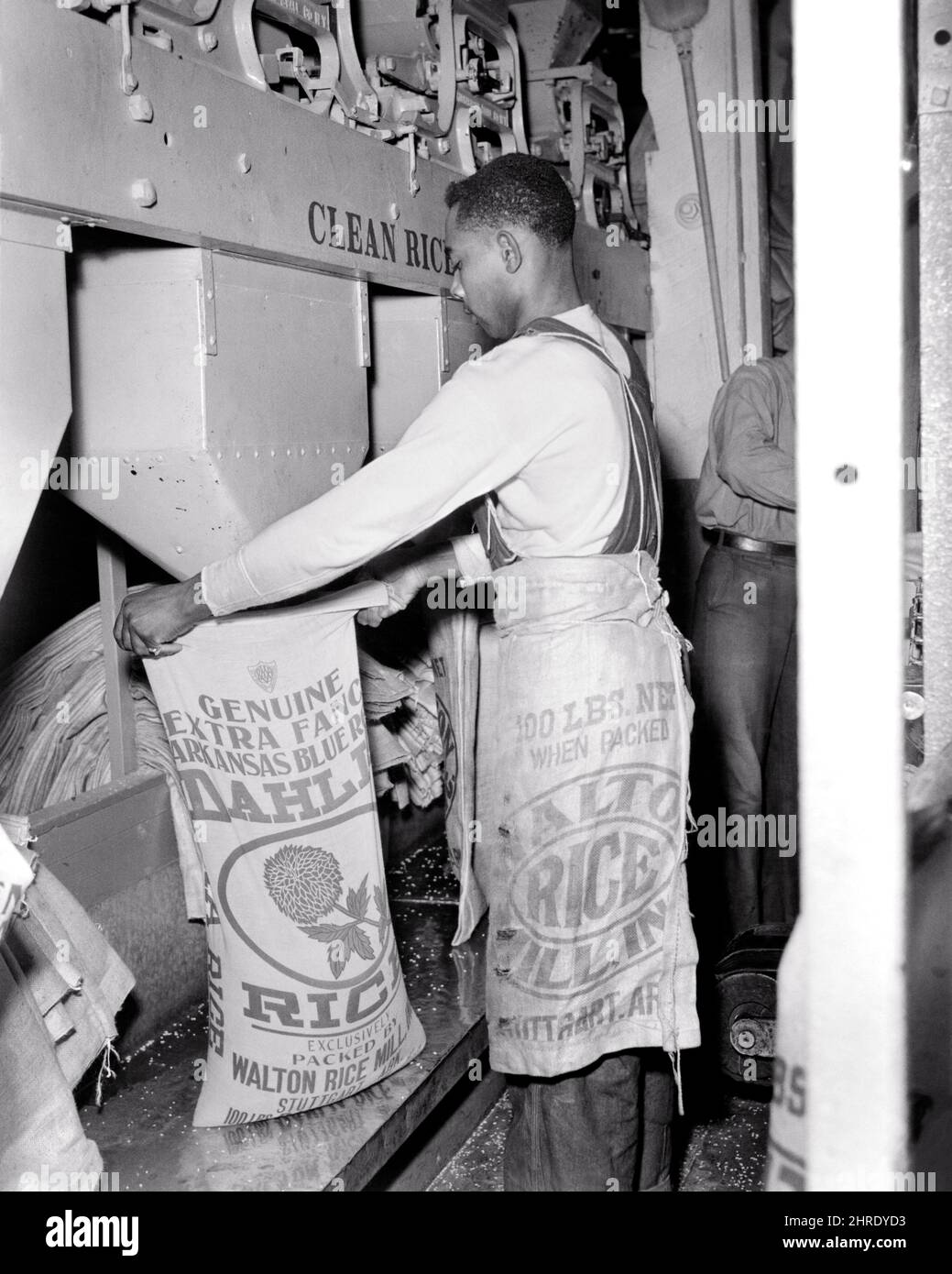 1940s AFRICAN-AMERICAN MAN WORKING IN A RICE MILL FILLING WEIGHING AND PACKING A 100 POUND BAG WITH CLEAN PROCESSED RICE - i3524 PUN001 HARS AFRICAN-AMERICANS AFRICAN-AMERICAN AND LOW ANGLE BLACK ETHNICITY LABOR PRIDE EMPLOYMENT OCCUPATIONS CONCEPTUAL EMPLOYEE 100 GROWTH PROCESSED YOUNG ADULT MAN BLACK AND WHITE FOOD PROCESSING LABORING OLD FASHIONED AFRICAN AMERICANS Stock Photo