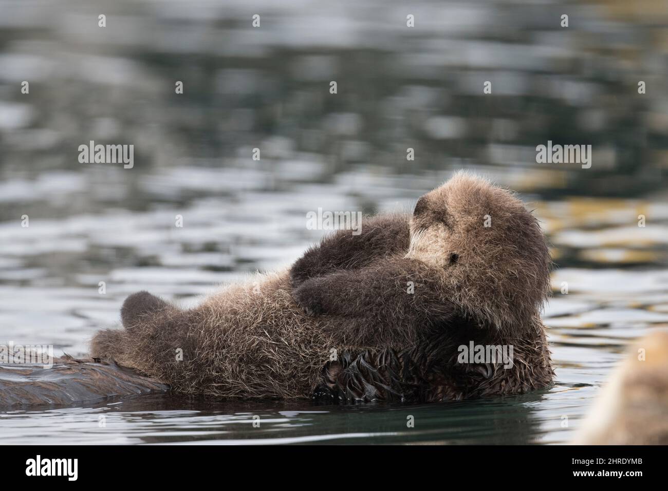 California sea otter, Enhyrdra lutris nereis ( threatened species ), fluffy dry pup balanced on the chest of its wet mother, Morro Bay, California Stock Photo