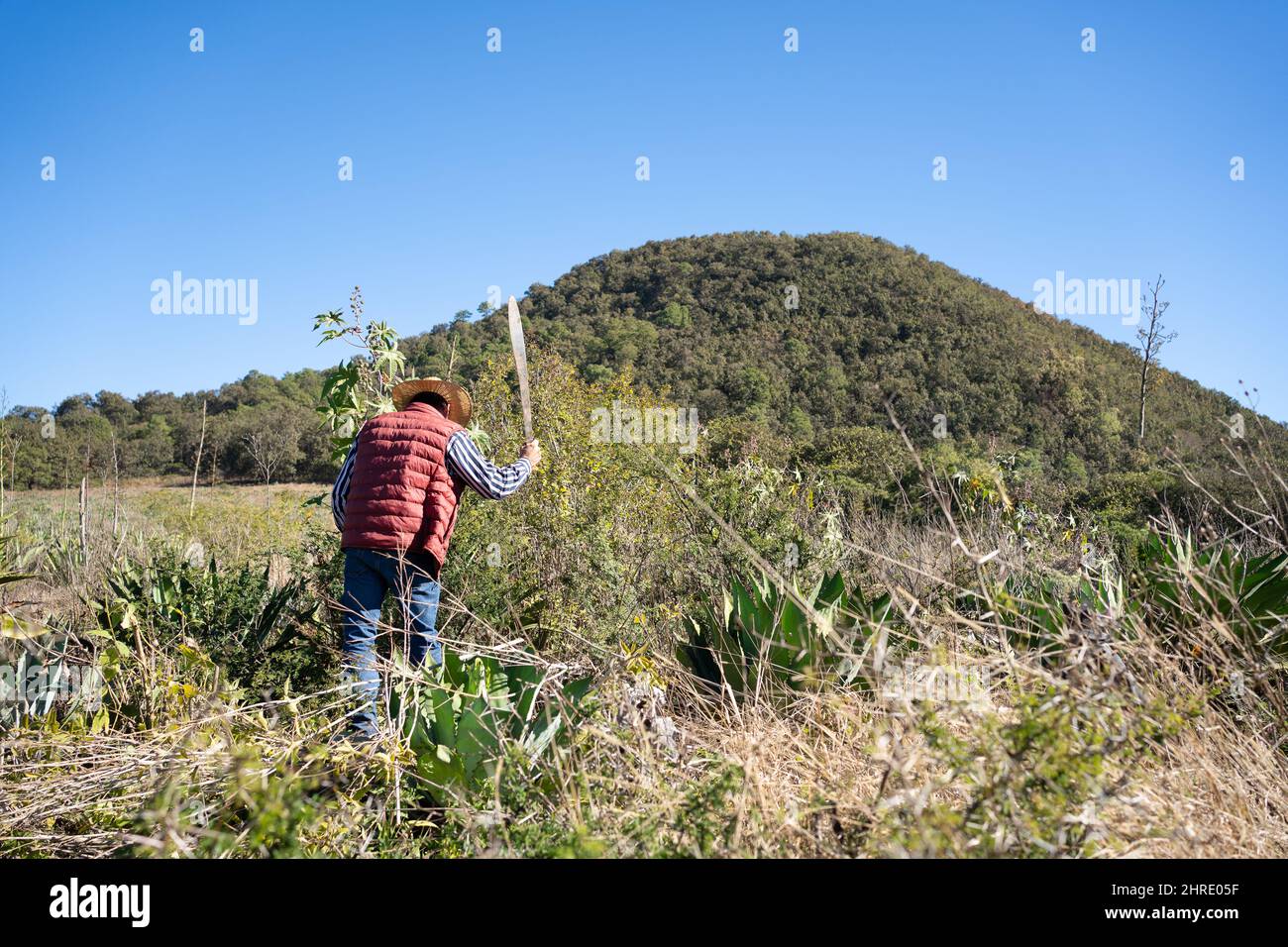 Back shot of a worker clearing the area where the agave is growing for tequila and lechuguilla Stock Photo