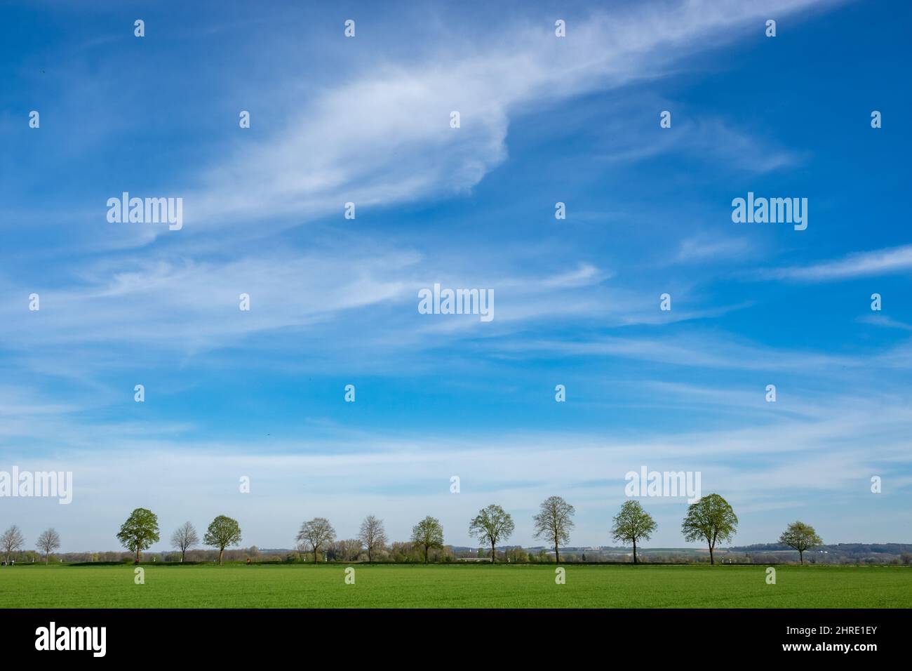 Bright sunny day in park with green grass and trees in a row under ...