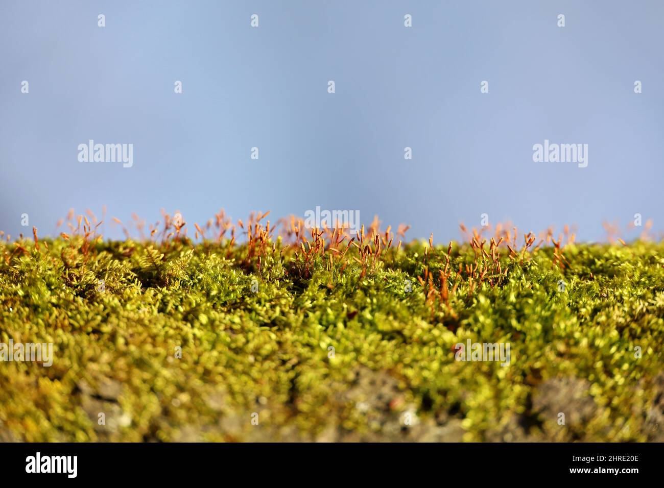 Green and red moss with spore capsules on blurred background, magic forest. Colorful macro shot of fairy nature Stock Photo