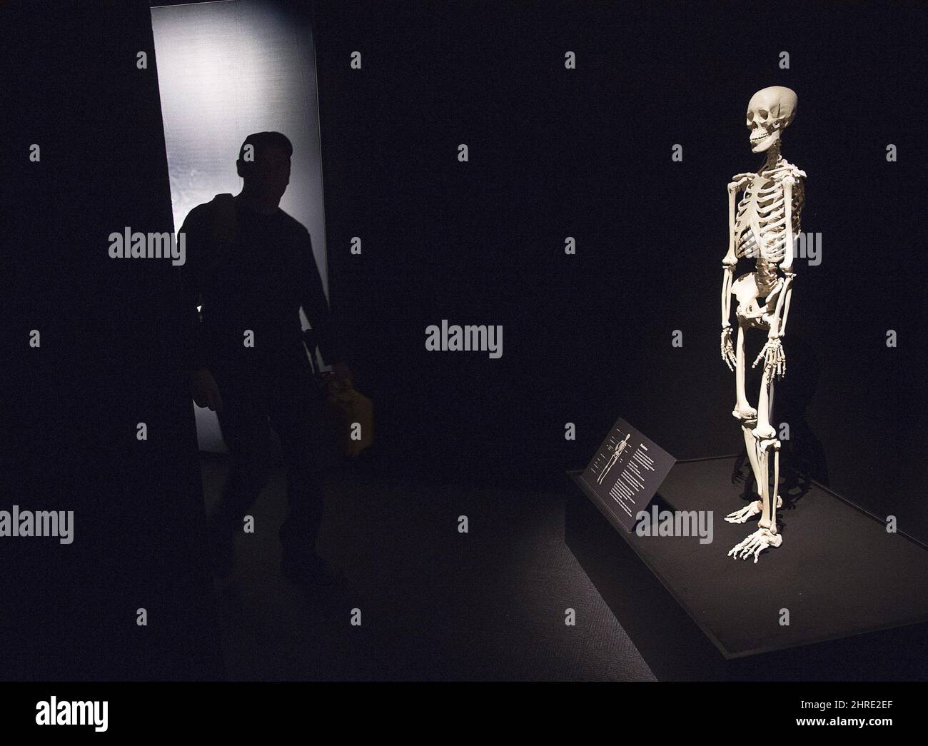 The Body Worlds RX exhibit is seen during a media tour at the Museum of