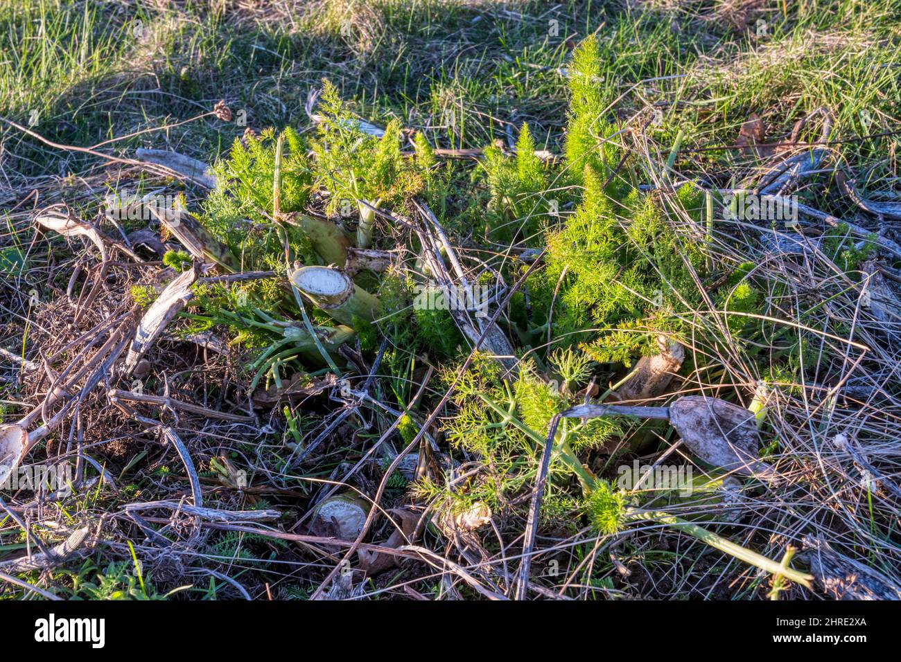 Green shoots of ornamental fennel,Foeniculum vulgare, growing from