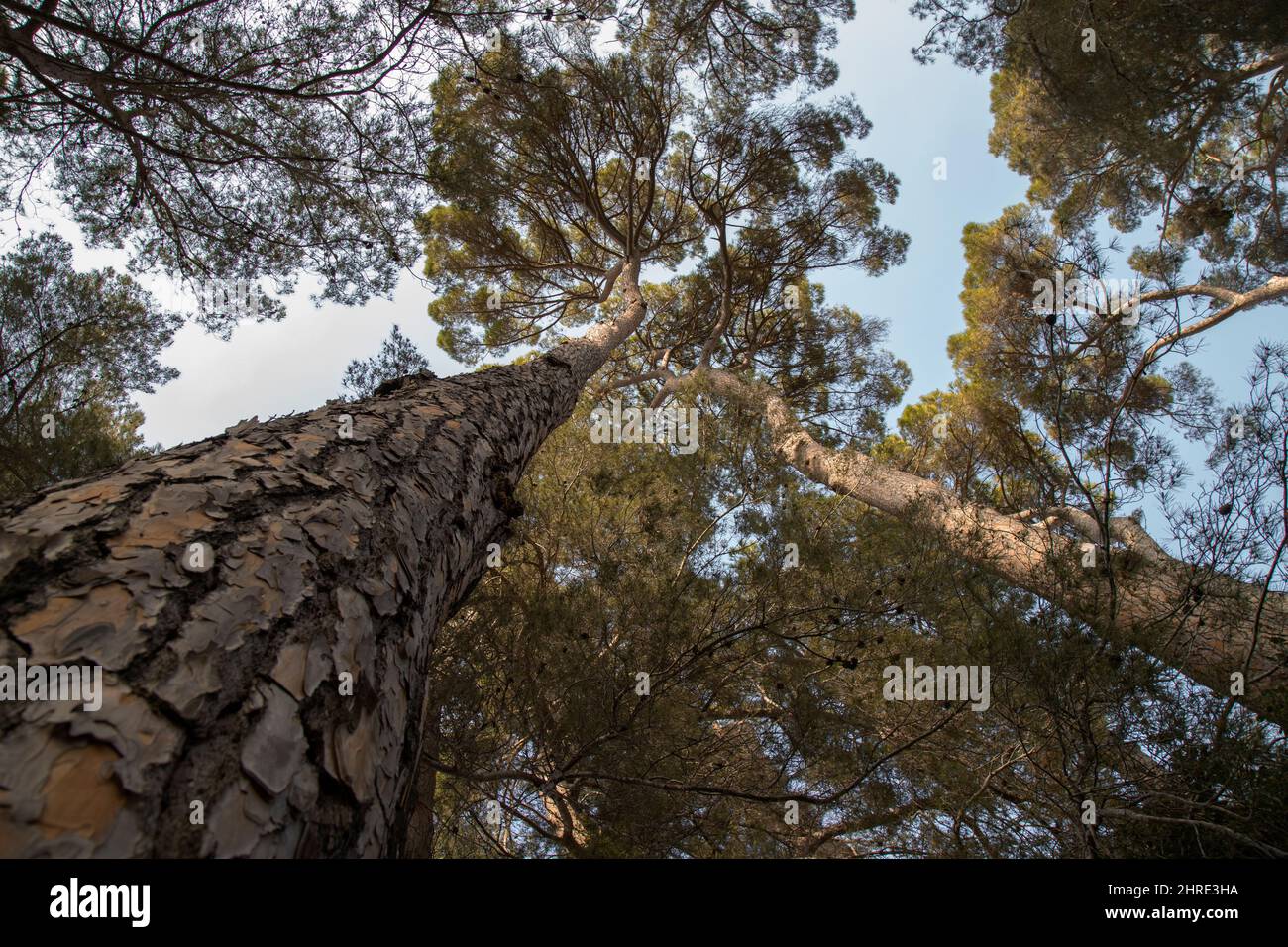 Tall trees with sky hi-res stock photography and images - Alamy
