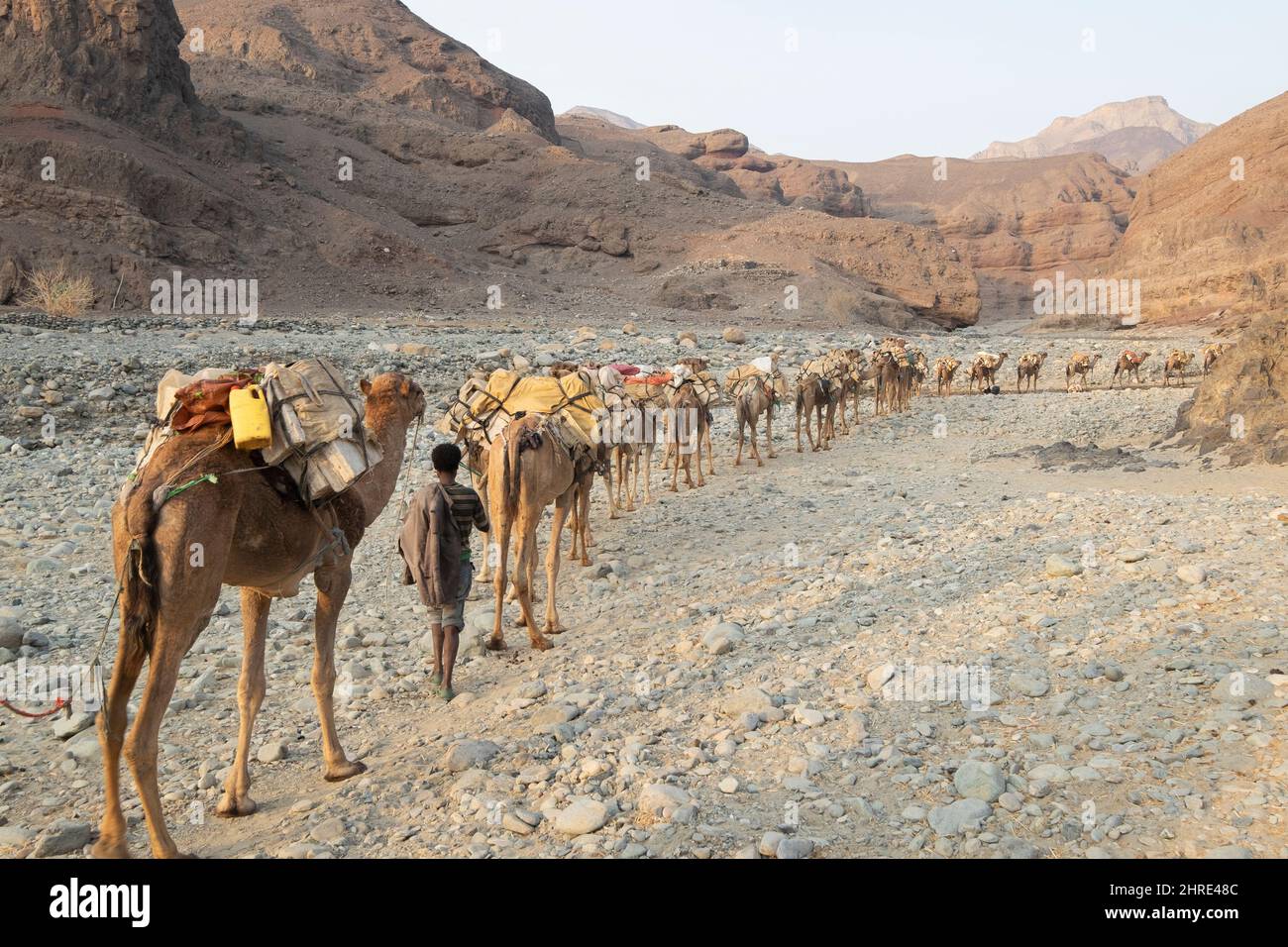 Caravan of camels, Wadi Saba canyons, Danakil Depression, Afar, Ethiopia Stock Photo