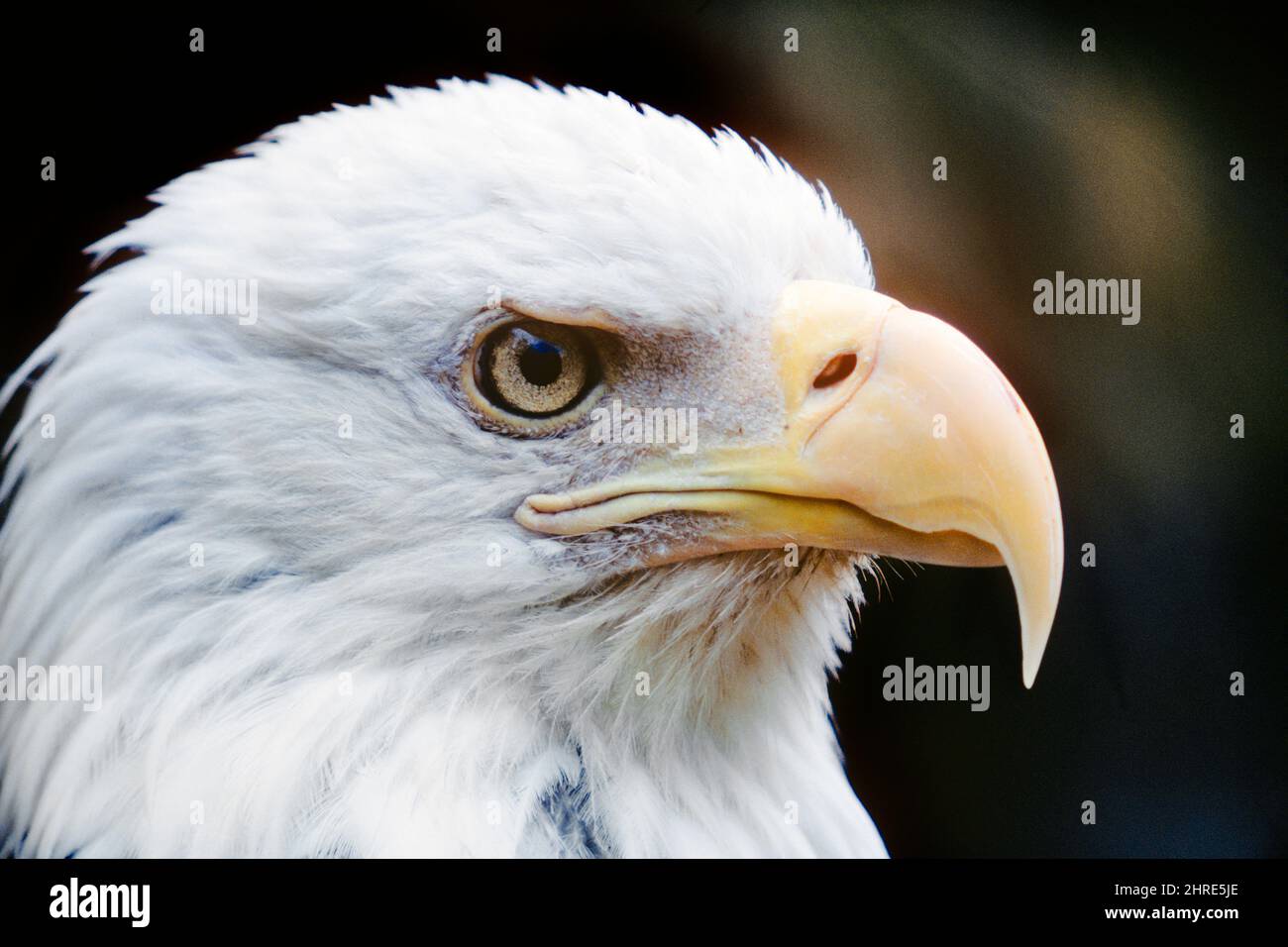 1980s bald eagles hires stock photography and images Alamy