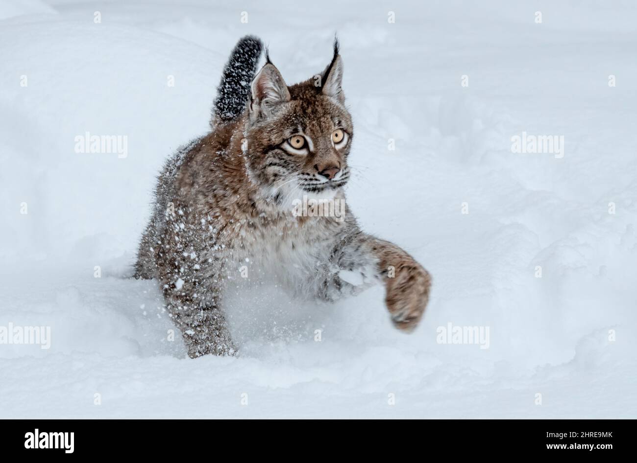 Siberian Lynx; Lynx lynx wrangeli; Asia Stock Photo Alamy