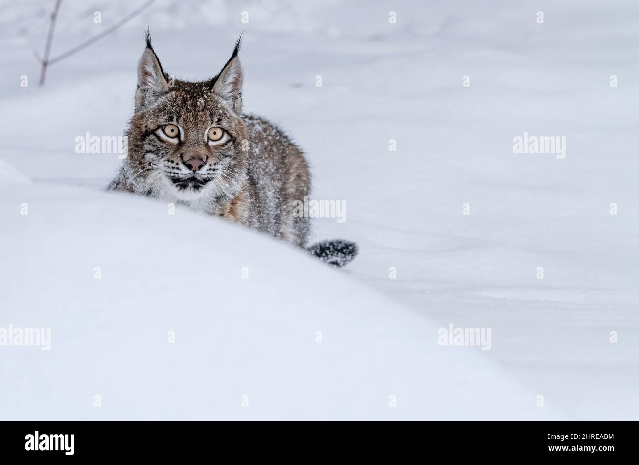Siberian Lynx; Lynx lynx wrangeli; Asia Stock Photo - Alamy