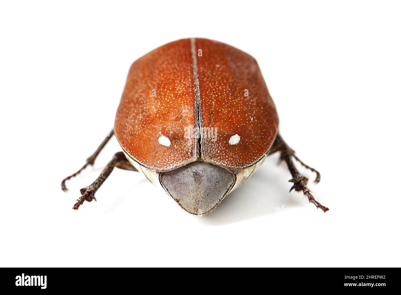 Check out the beautiful red excoskeleton. Macro shot of a red and brown beetle isolated on white. Stock Photo