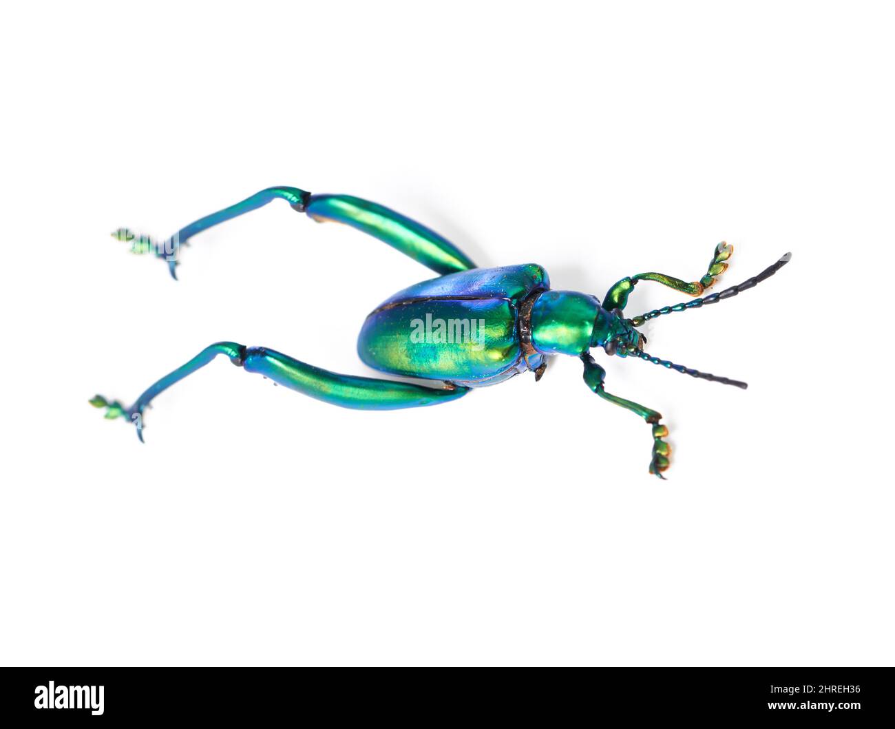 Legs for leaping. Closeup shot of beetle. Stock Photo