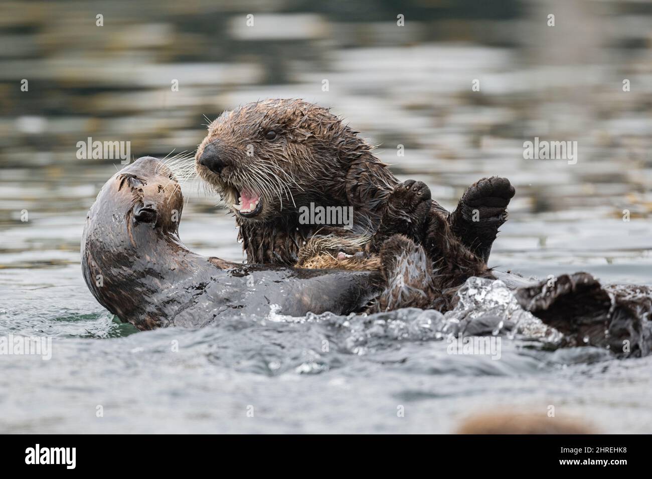 Protective mother hi-res stock photography and images - Alamy