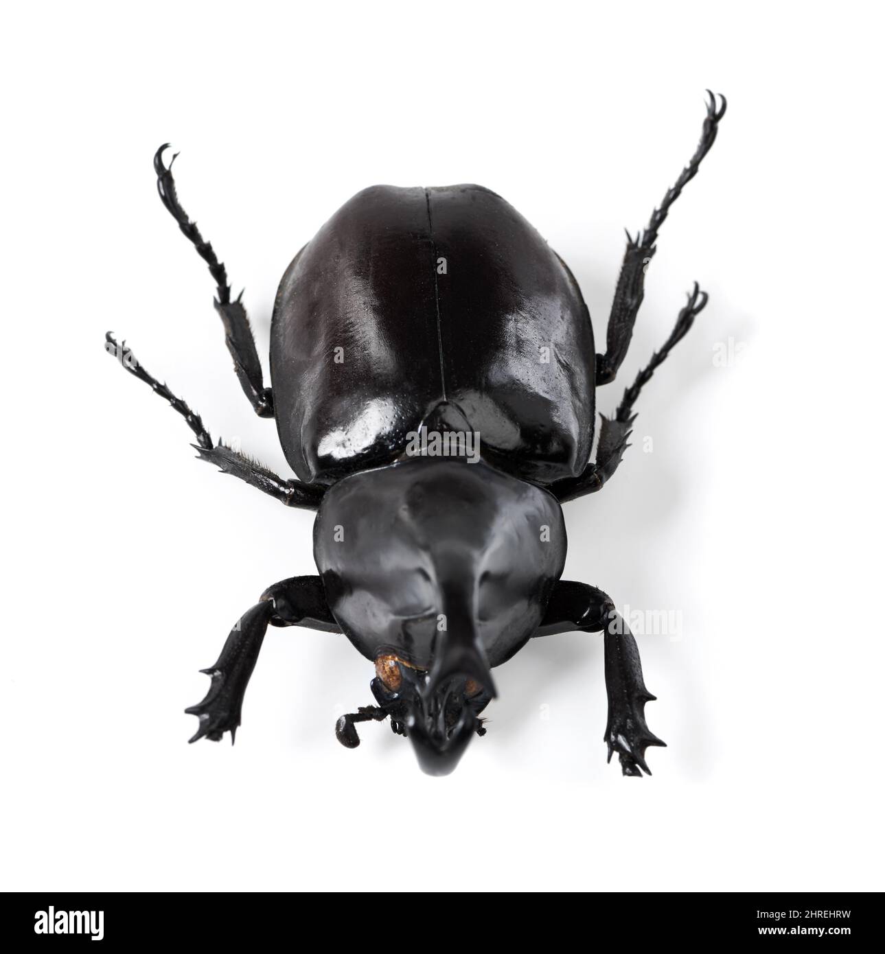 A beautiful specimen. Closeup shot of a rhinoceros beetle. Stock Photo