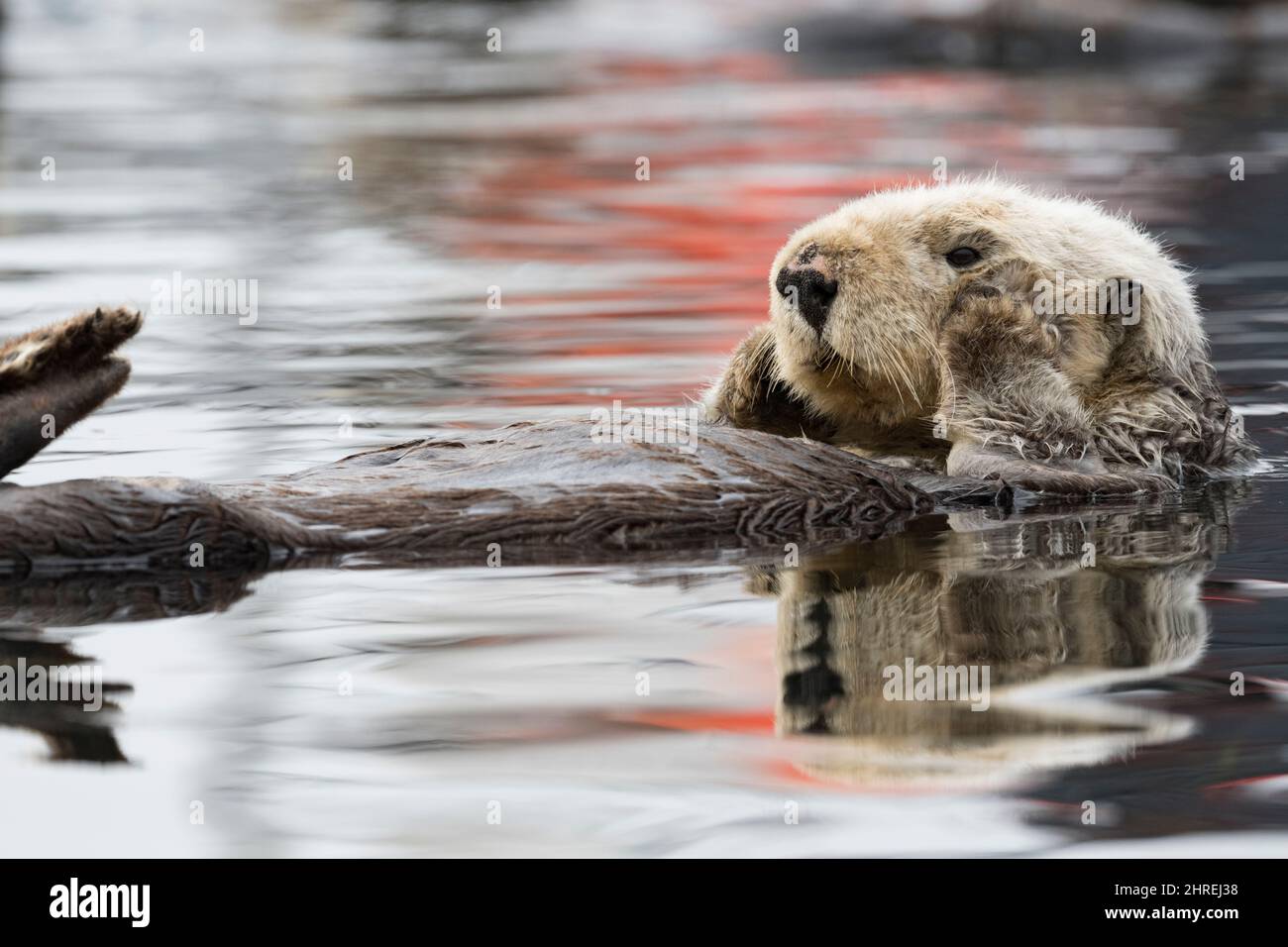 California sea otter, Enhyrdra lutris nereis ( threatened species ), floating inside harbor with reflection of red ship hull on water, Morro Bay, CA Stock Photo