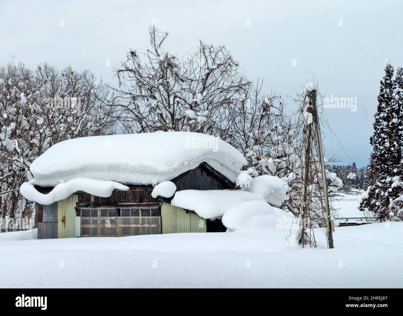 House and tree on snow, Yokote, Akita Prefecture, Japan Stock Photo