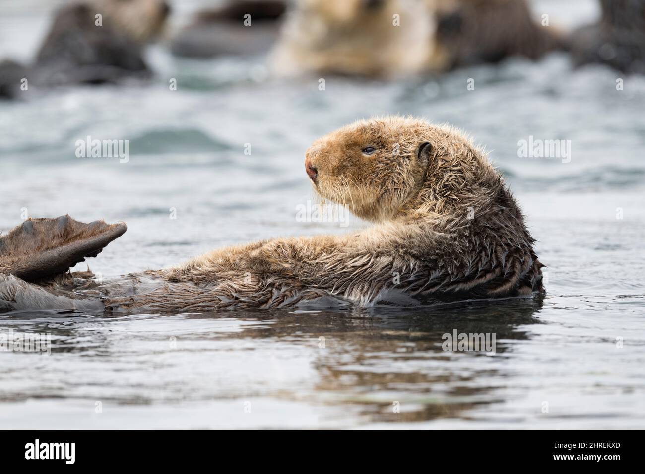 California sea otter, Enhyrdra lutris nereis ( threatened species ), resting at surface, Morro Bay, California, United States ( Eastern Pacific Ocean Stock Photo