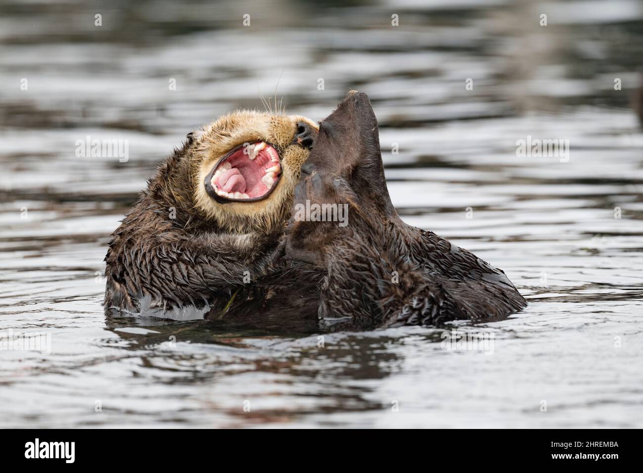 California sea otter, Enhyrdra lutris nereis ( threatened species ), yawning, Morro Bay, California, United States ( Eastern Pacific Ocean ) Stock Photo