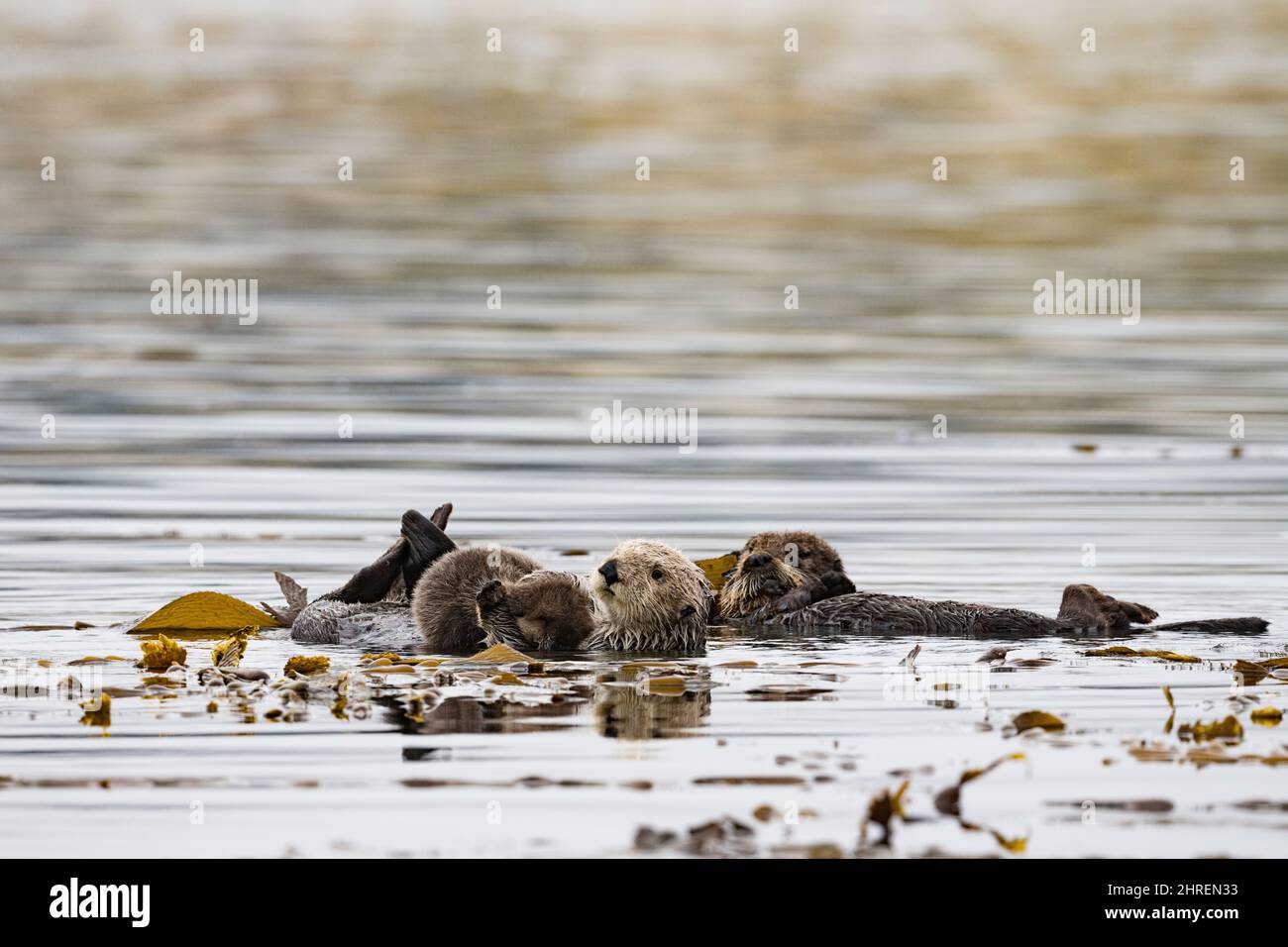 California sea otters, Enhyrdra lutris nereis ( threatened species ), mother holding pup while resting in kelp bed, supported by floating kelp fronds, Stock Photo