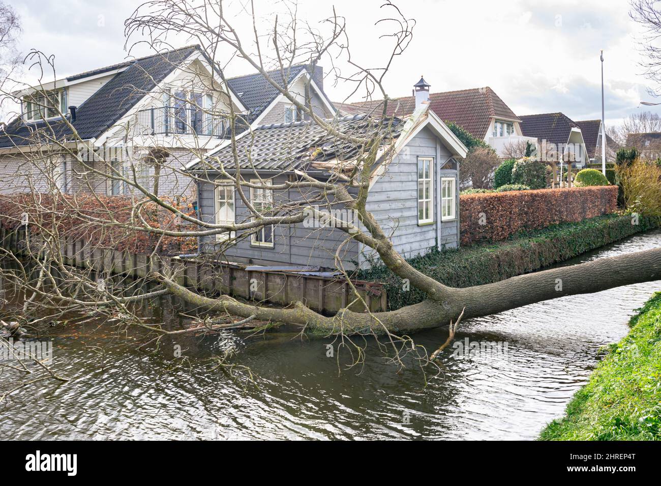 A large tree has been uprooted during a winter storm and fallen into the water Stock Photo