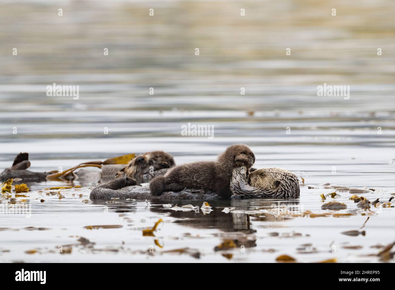 California sea otters, Enhyrdra lutris nereis ( threatened species