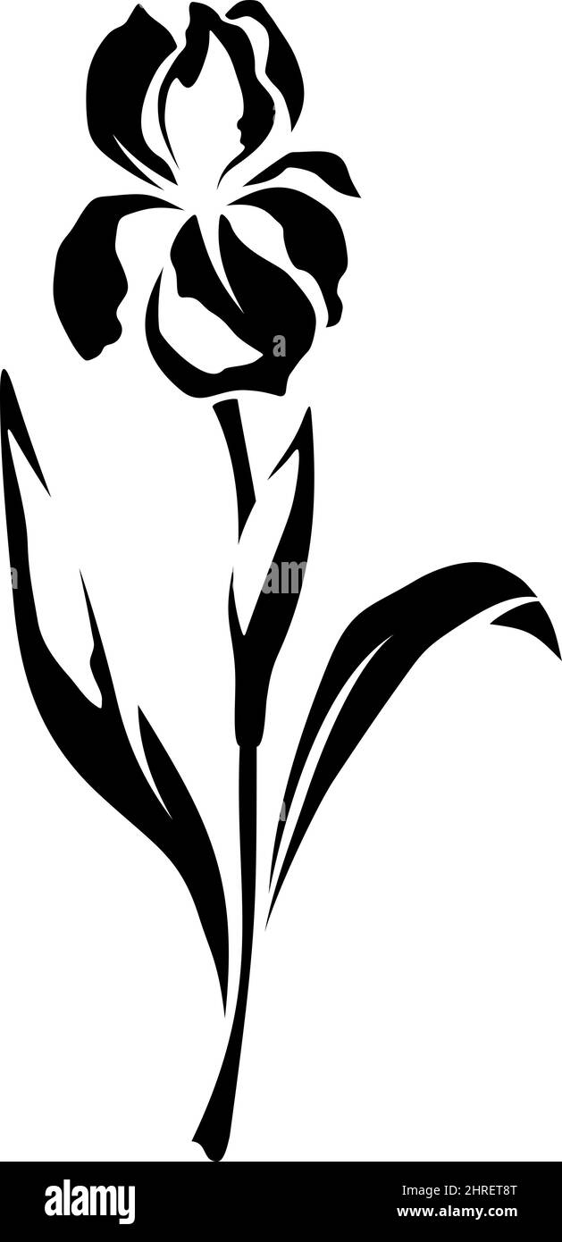Iris flower. Vector black and white illustration isolated on a white background Stock Vector