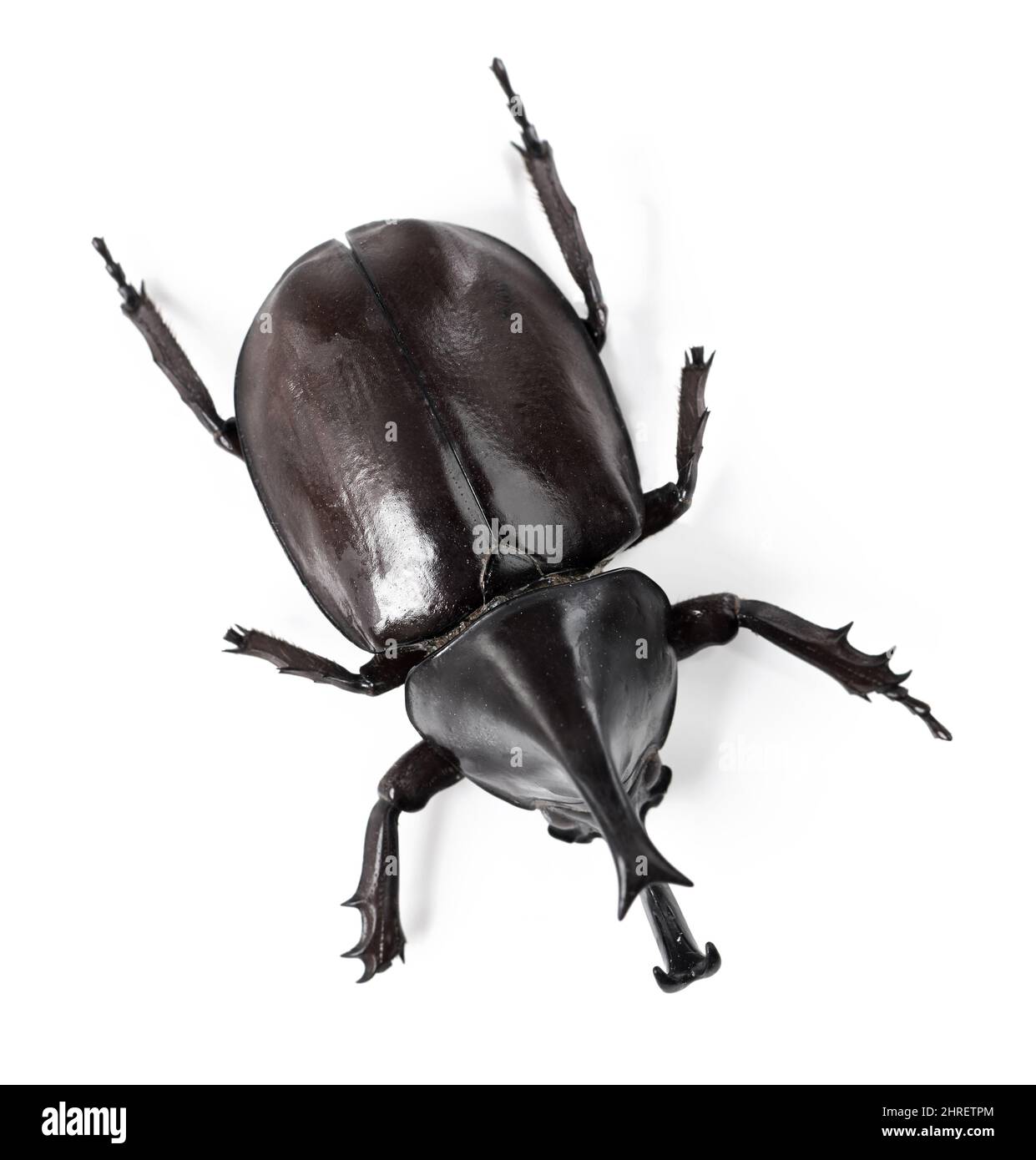 The rhino of the bug world. Closeup side view of a rhinoceros beetle. Stock Photo