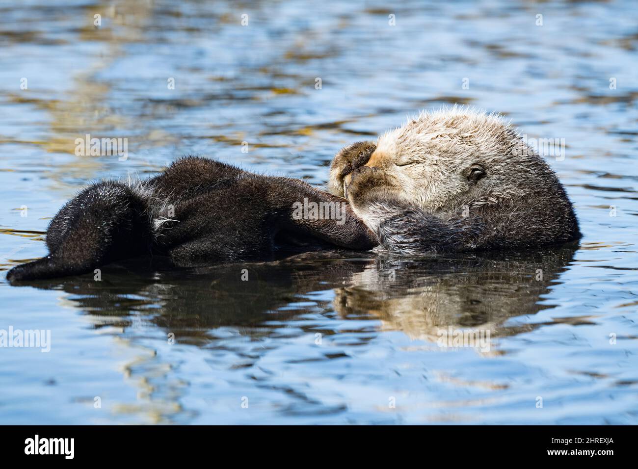 California sea otter, Enhyrdra lutris nereis ( threatened species