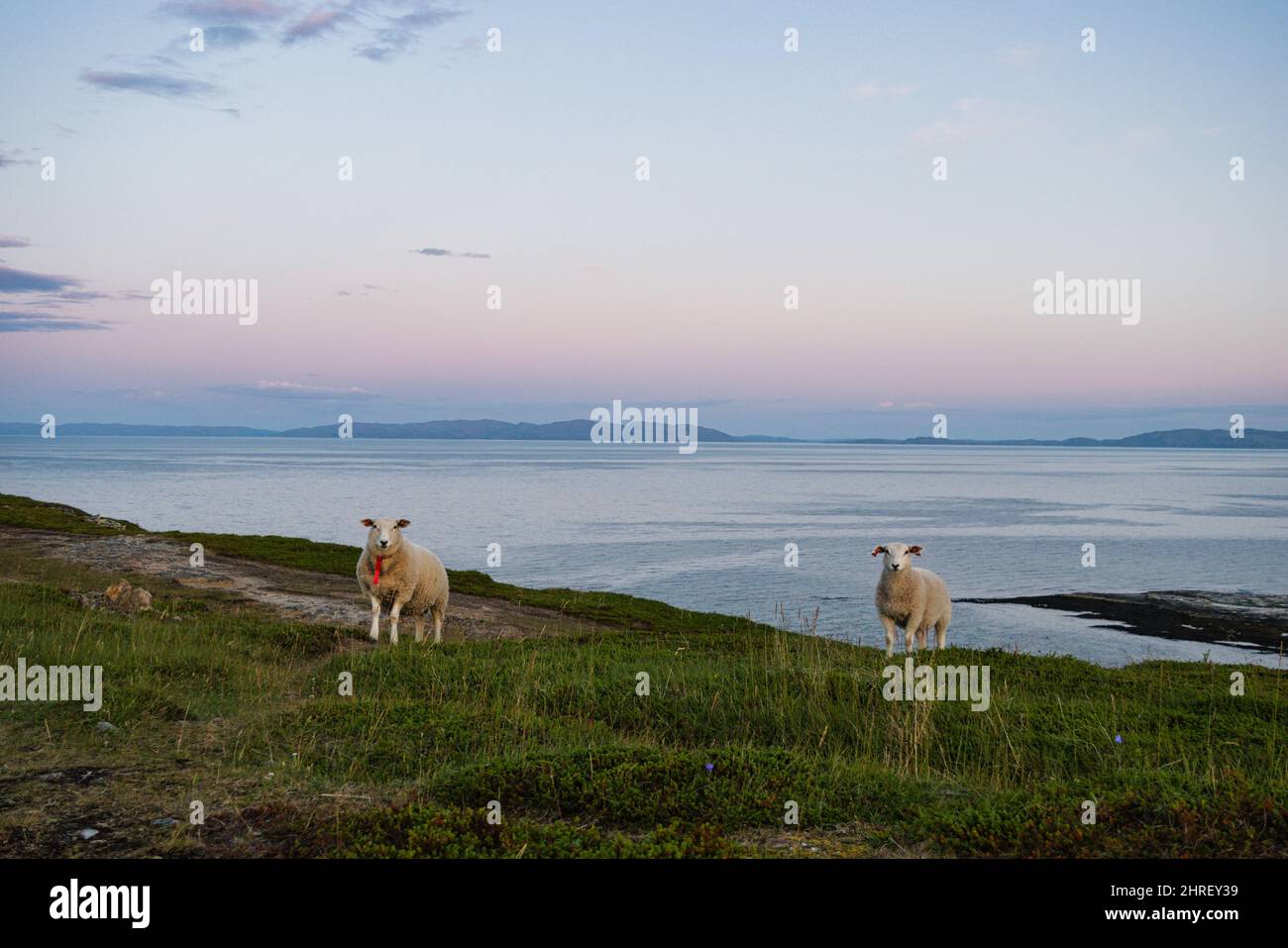 Sheep in the coast of a fjord in Ekkeroy, Varanger, Norway Stock Photo